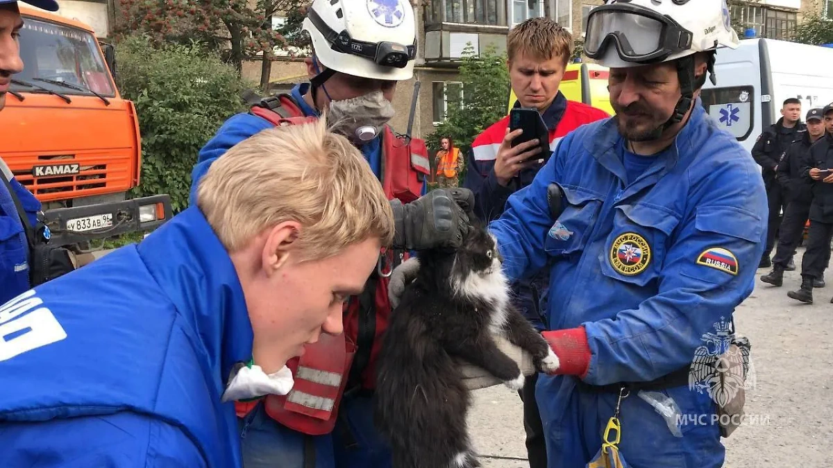 Кот, которого спасли в Нижнем Тагиле после обрушения пятиэтажки. Обложка © Telegram / "МЧС России"