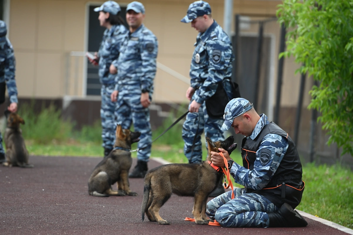 Подопечные Центра кинологической службы ГУ МВД. Фото © Life.ru