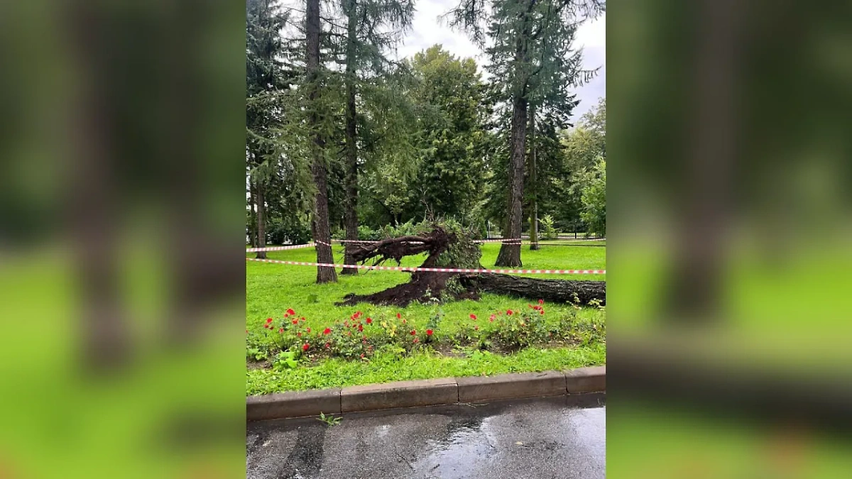 Последствия падения дерева в районе фуд-корта в Санкт-Петербурга. Обложка © Telegram / Прокуратура Санкт-Петербурга