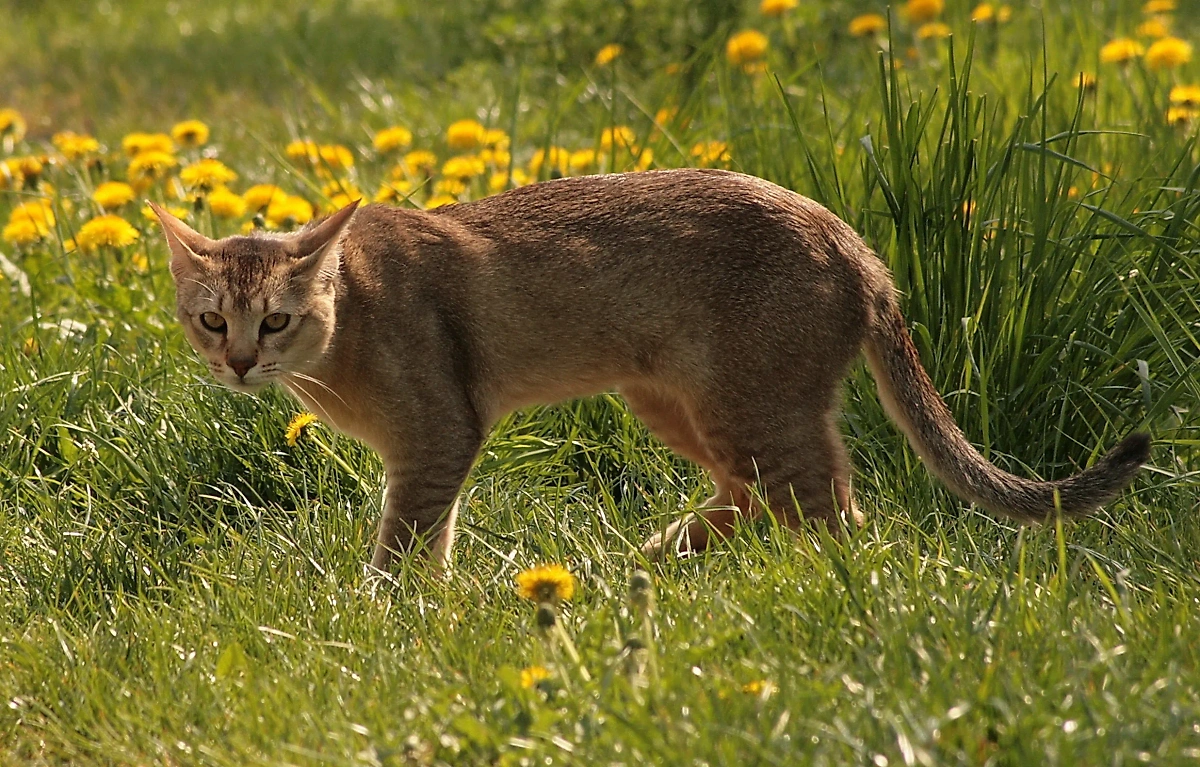 Кошки чаузи: описание характера и породы. Фото © Wikipedia / Wilczakrew