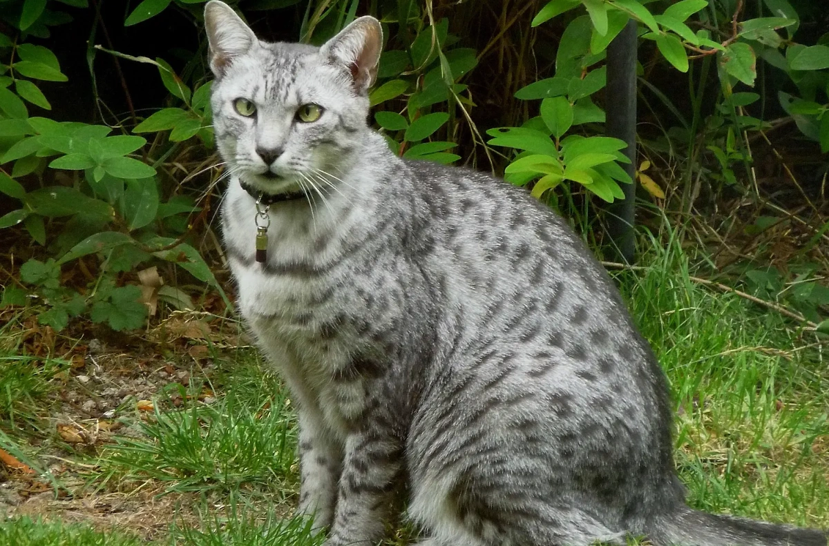 Кошки египетская мау: описание характера и породы. Фото © Wikipedia / Lil Shepherd