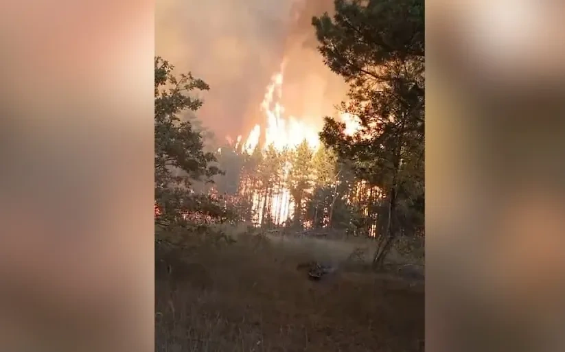 Пожар в Воронежской области. Обложка © Telegram / SHOT