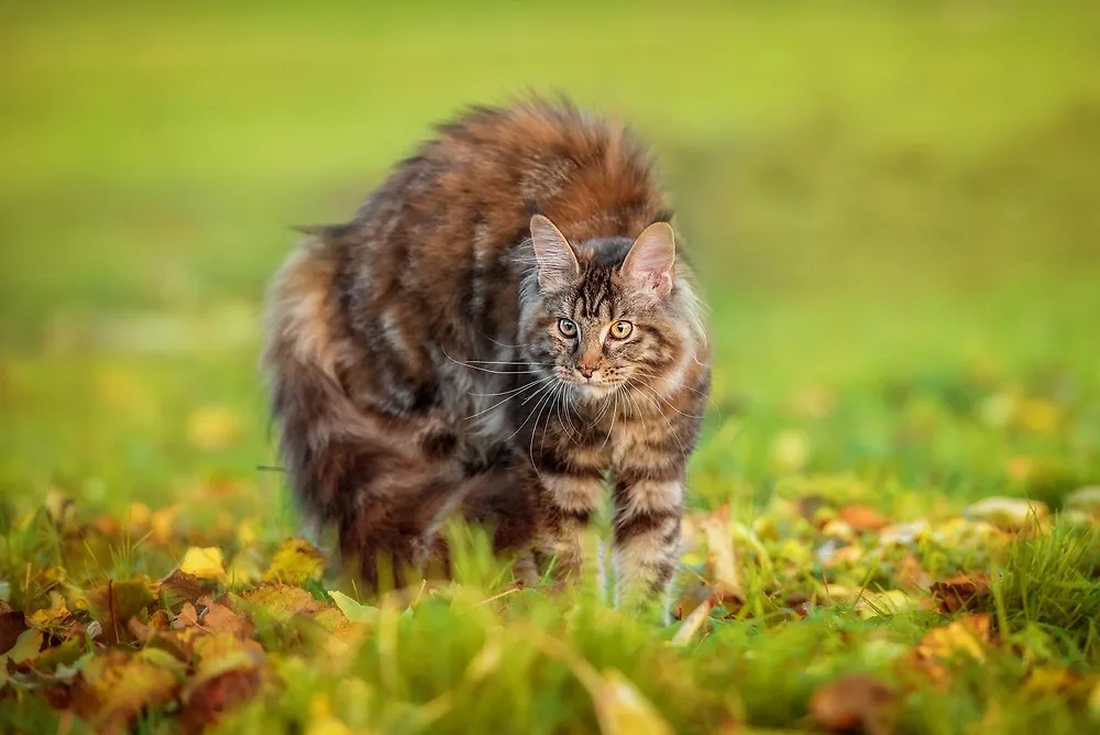 Кошки, которые не поддаются дрессировке, — мейн-куны. Фото © Shutterstock / FOTODOM / Rita_Kochmarjova