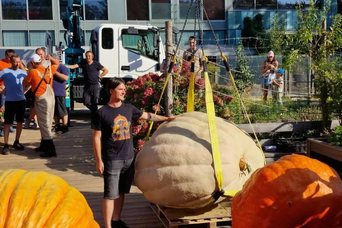 Самая большая тыква в России. Обложка © VK / Extreme Grower