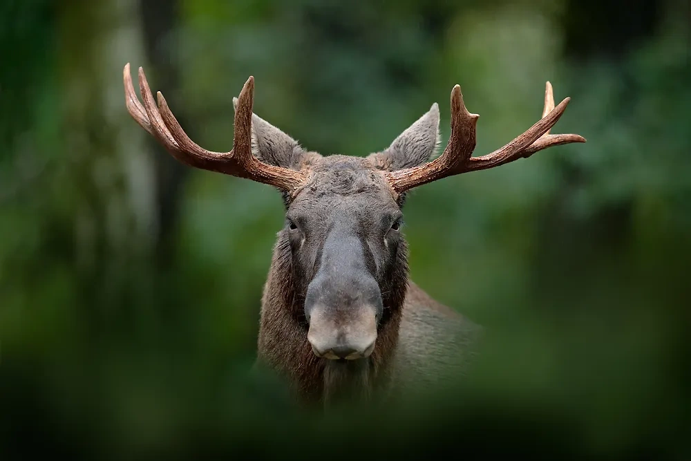 Что делать, если в лесу встретил лося. Фото © Shutterstock / FOTODOM / Ondrej Prosicky