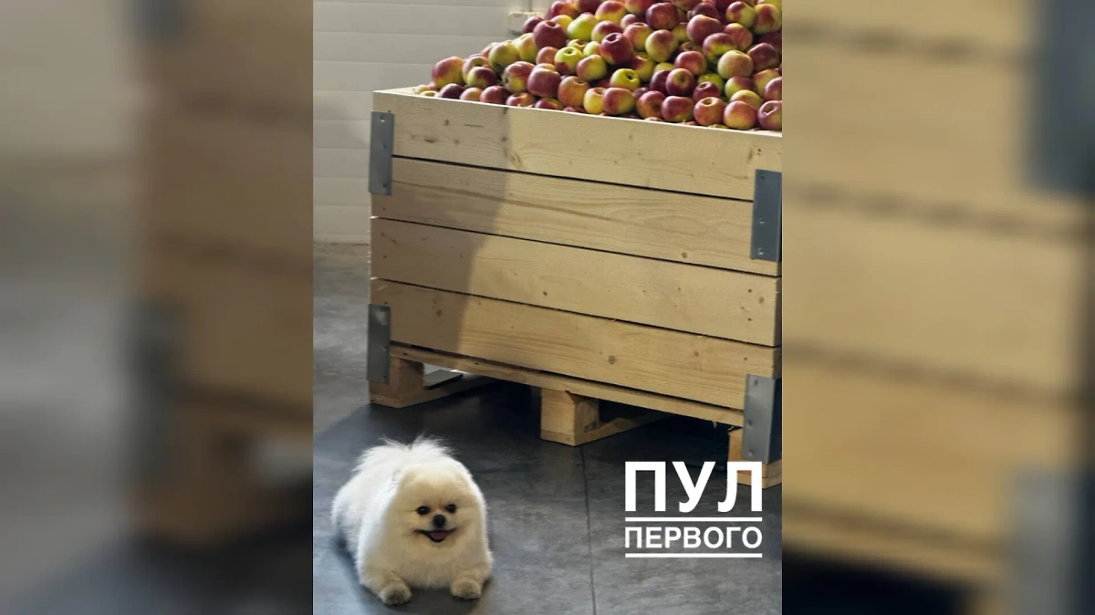 Умка. Видео © Telegram / Пул Первого