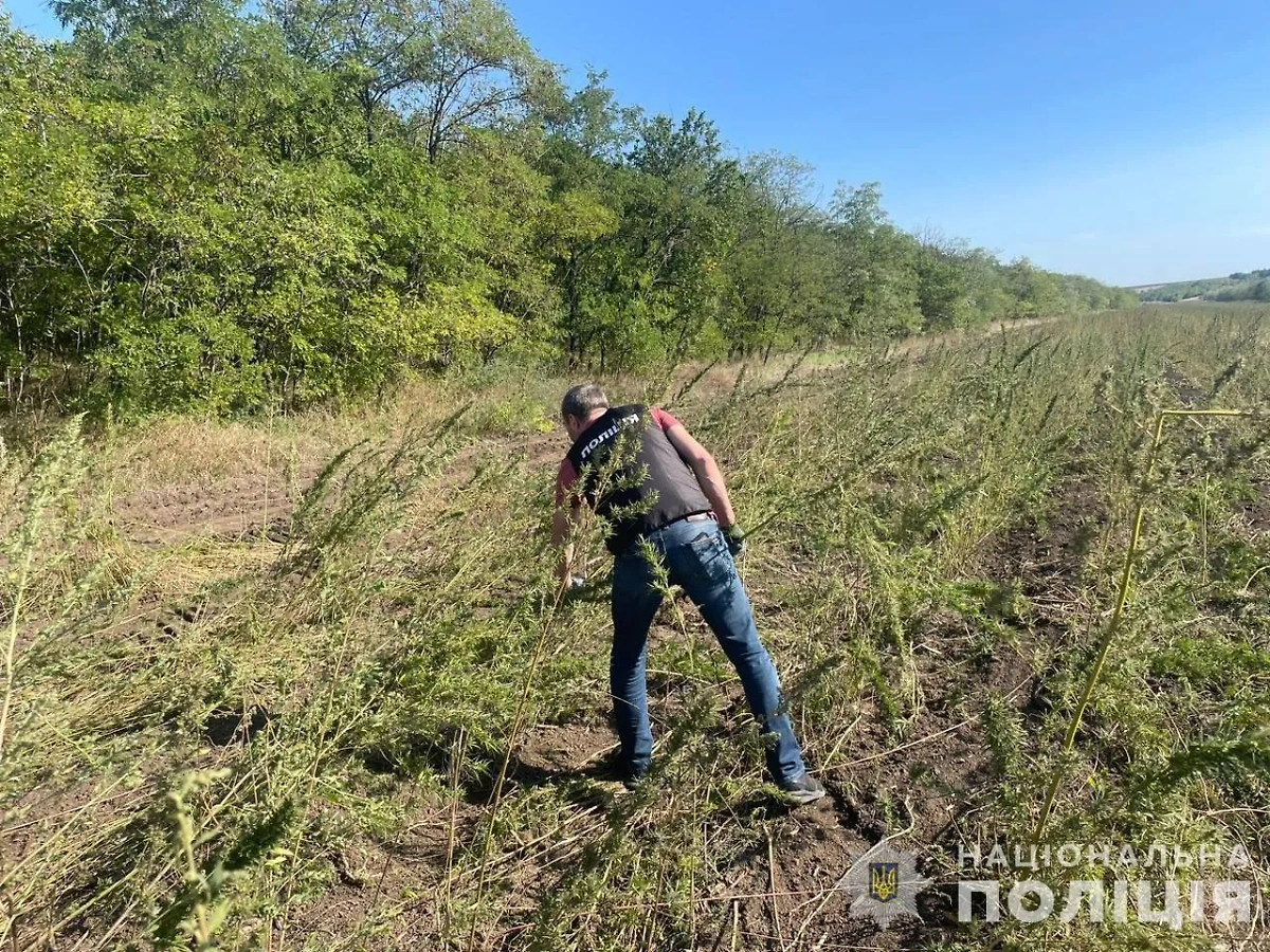 Плантация конопли, обнаруженная под Одессой. Обложка © Telegram / Національна поліція України 