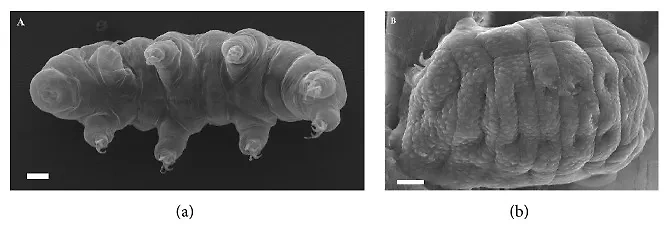 Тихоходка в активном состоянии (слева) и в состоянии ангидробиоза (справа). Фото © pubmed.ncbi.nlm.nih.gov