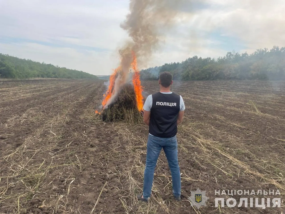 Плантация конопли, обнаруженная под Одессой. Фото © Telegram / Національна поліція України