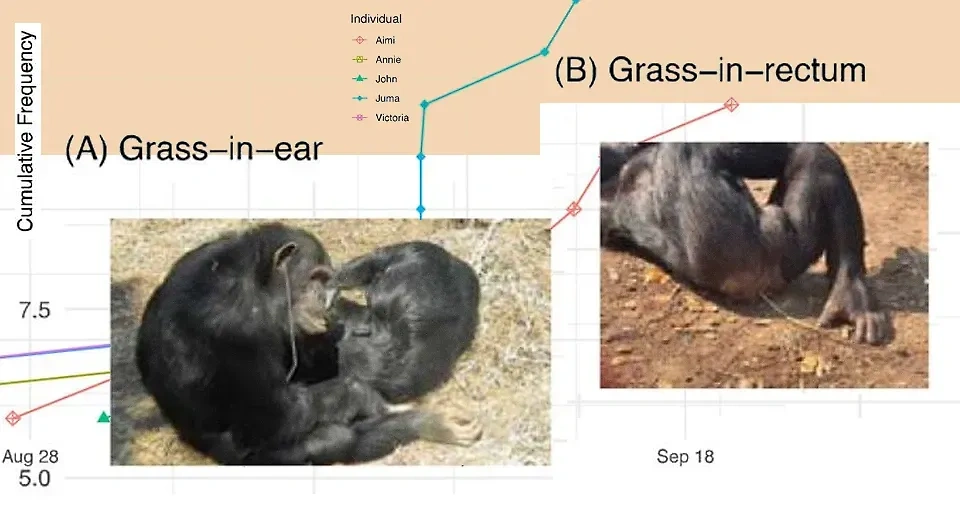 Обезьяны с травинками, которые они засовывают в задний проход. Фото © biorxiv.org