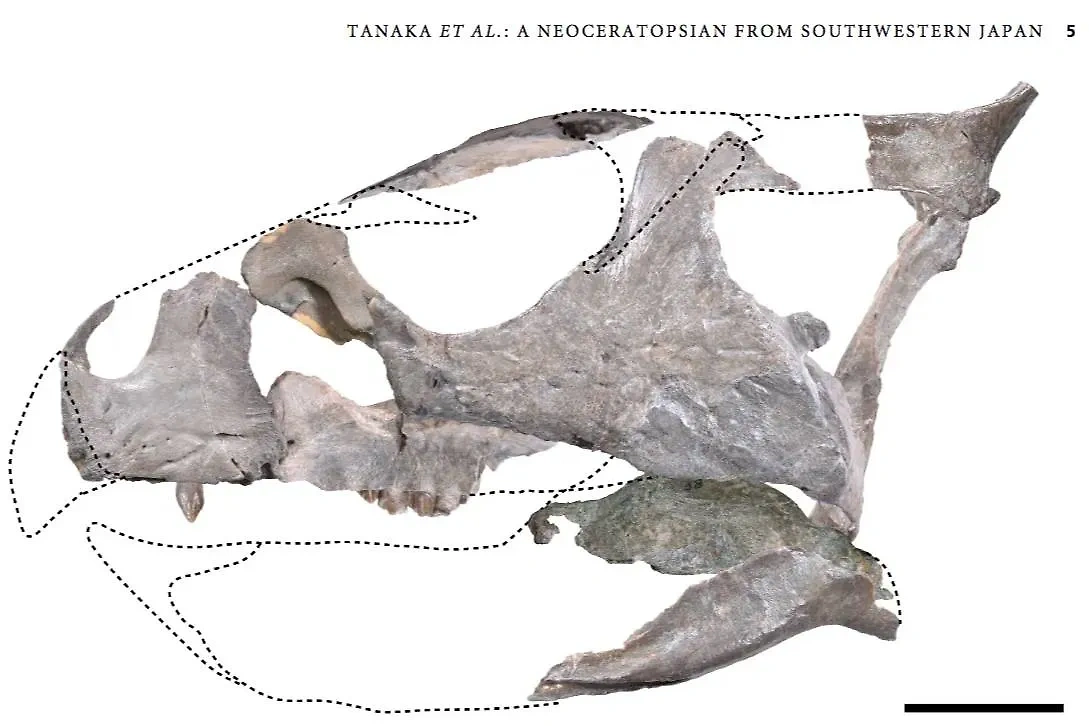 Строение черепа Sasayamagnomus saegusai, воссозданное по имеющимся костям. Фото © Onlinelibrary.wiley.com