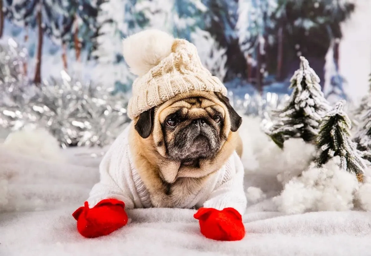 Маленькие собаки быстрее замерзают и сильно дрожат. Обложка © Freepik