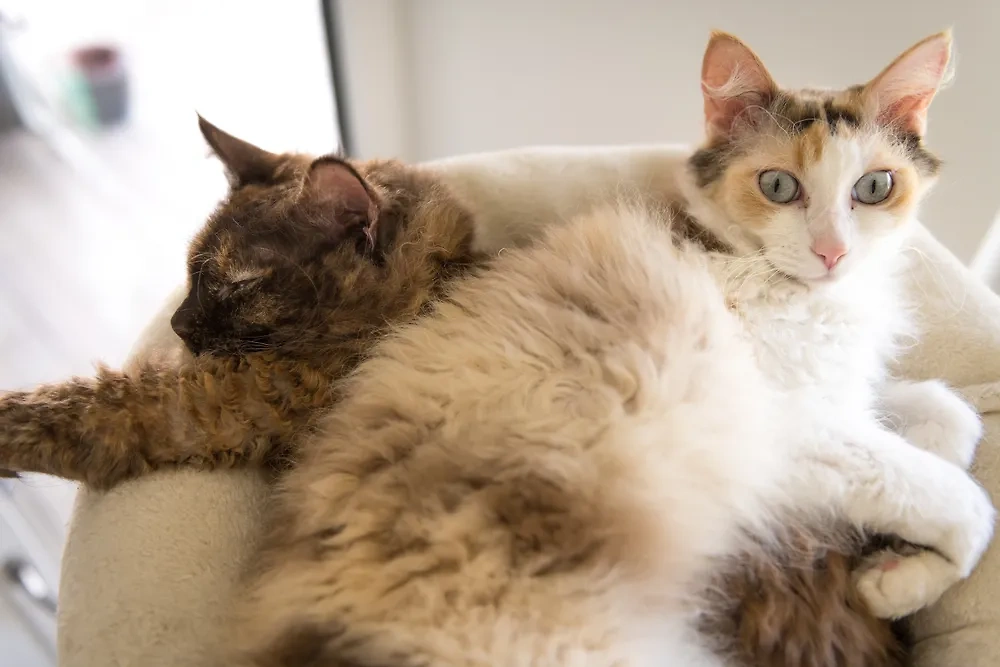 Самые дорогие котики в мире: лаперм. Фото © Shutterstock