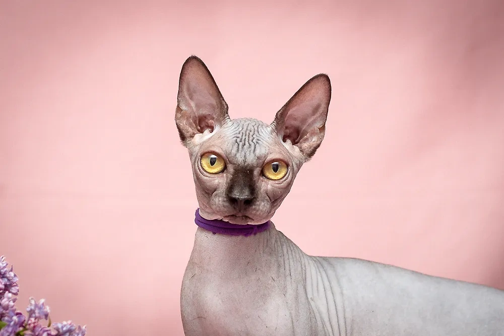 Бриллианты с усами — самые дорогие породы кошек. Сфинкс. Фото © Shutterstock