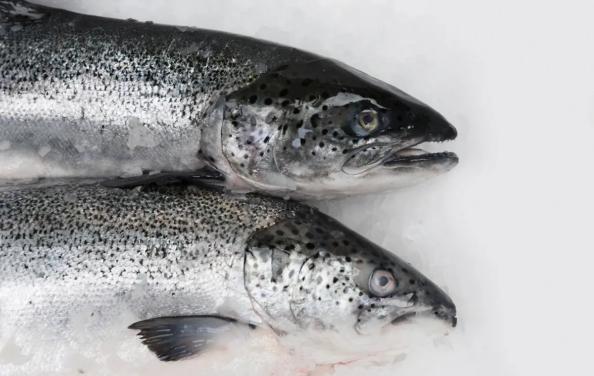 У свежей рыбы выпуклые и блестящие глаза. Обложка © Shutterstock