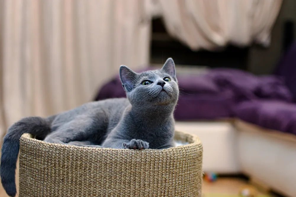Элитные и дорогие породы кошек — русская голубая. Фото © Shutterstock