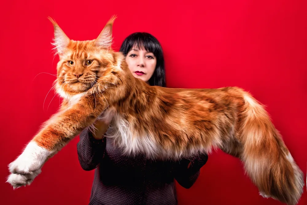 Почему некоторые породы котов такие дорогие — мейн-кун. Фото © Shutterstock