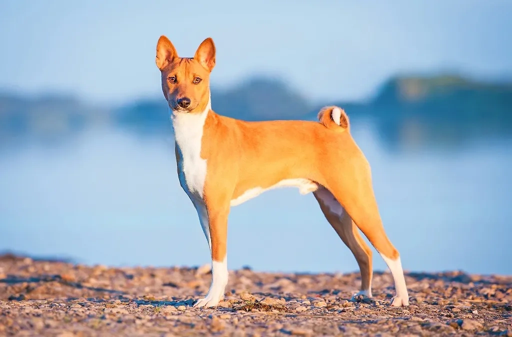 Собаки породы басендж идеальны для аллергиков, ведь почти не линяют и не провоцируют приступ аллергии. Фото © Shutterstock / FOTODOM