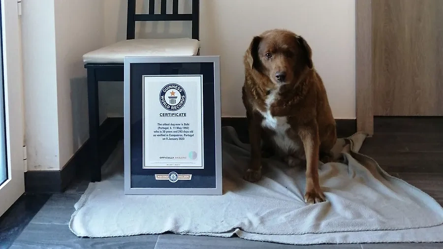Пёс Боби попал в Книгу рекордов Гиннесса как самая старая собака. Обложка © Guinness World Records