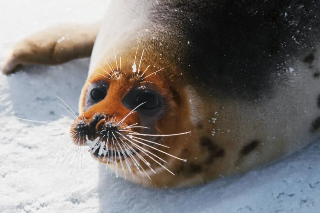 Каспийский тюлень. Обложка © ТАСС / Константин Тарусов