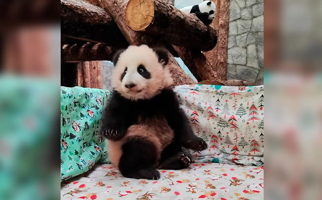 Детёныш панды Диндин. Обложка © T.me / Московский зоопарк