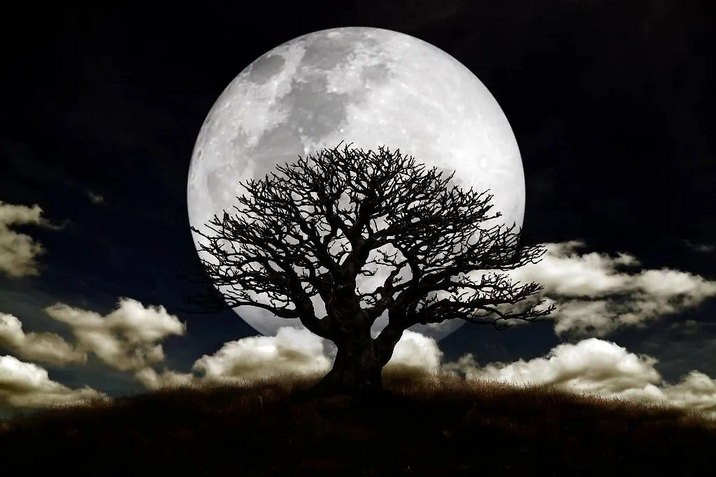 Силуэт дерева с луной. Spooky Moon picture. Large Moon. Old Tree with the Moon.