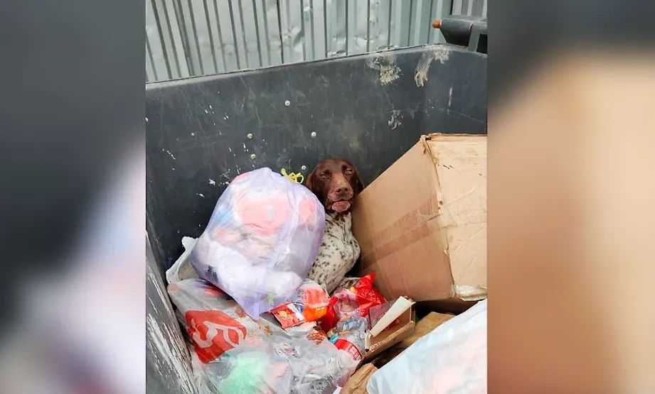 В Крымске под Краснодаром обнаружена искалеченная собака в мусорном баке. Фото © VK / Жесть Краснодар