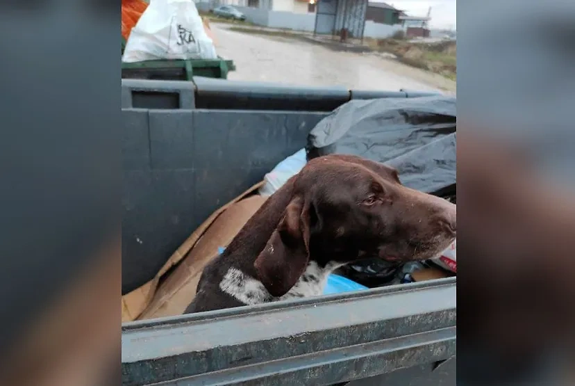 В Крымске под Краснодаром обнаружена искалеченная собака в мусорном баке. Фото © VK / Жесть Краснодар