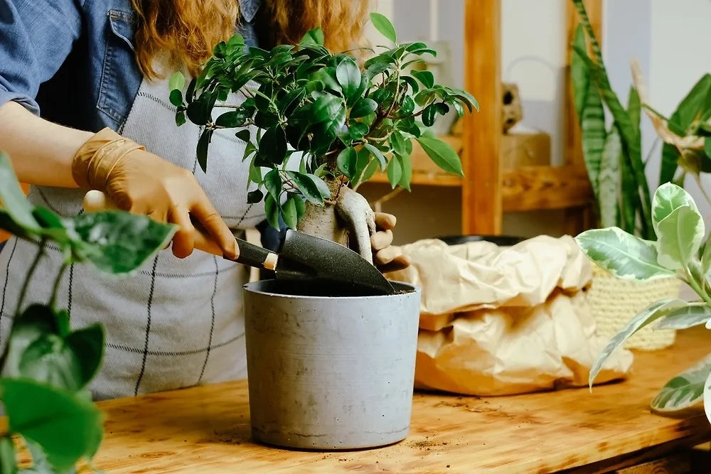 Уберите эти домашние растения-убийцы с подоконников ваших бабушек. Фото © Shutterstock