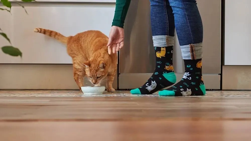 Миски с едой и водой для кошки нельзя ставить рядом. Обложка © Shutterstock