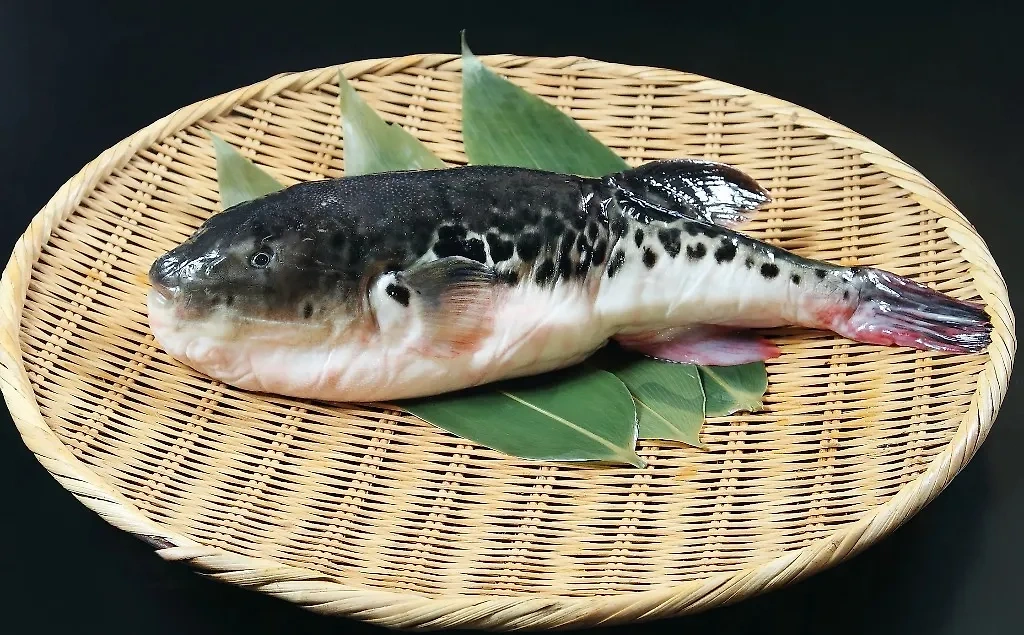 Яд содержится в желчи и в коже рыбы, в её желудочно-кишечном тракте, поэтому готовят фугу специально обученные повара. Фото © Shutterstock