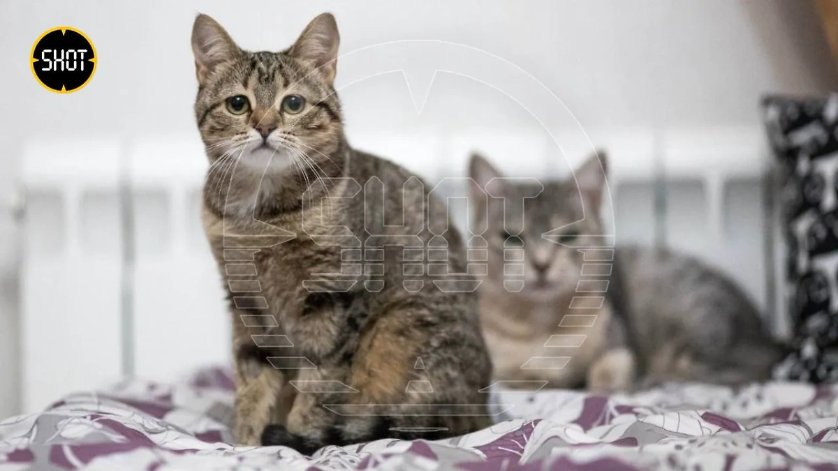 Кошки Марлен и Одри сейчас живут в питомнике и ждут новых хозяев. Обложка © t.me / SHOT