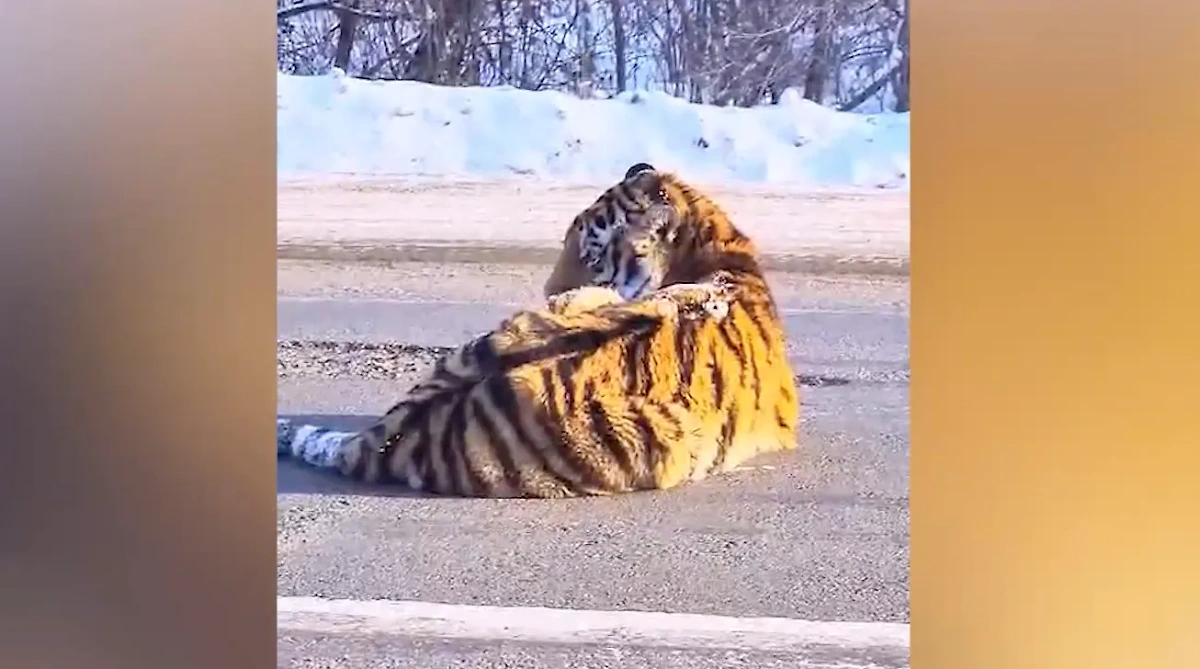 В Хабаровском крае на трассе лежит тигр. Обложка © t.me / Центр "Амурский тигр"