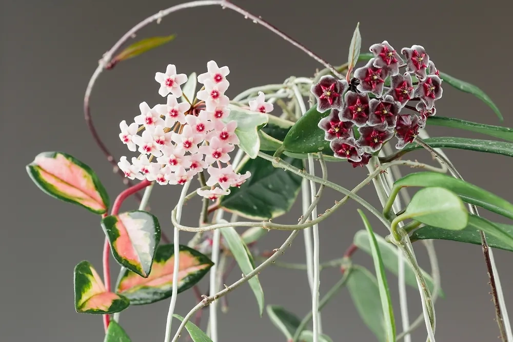 Hoya carnosa экзотика