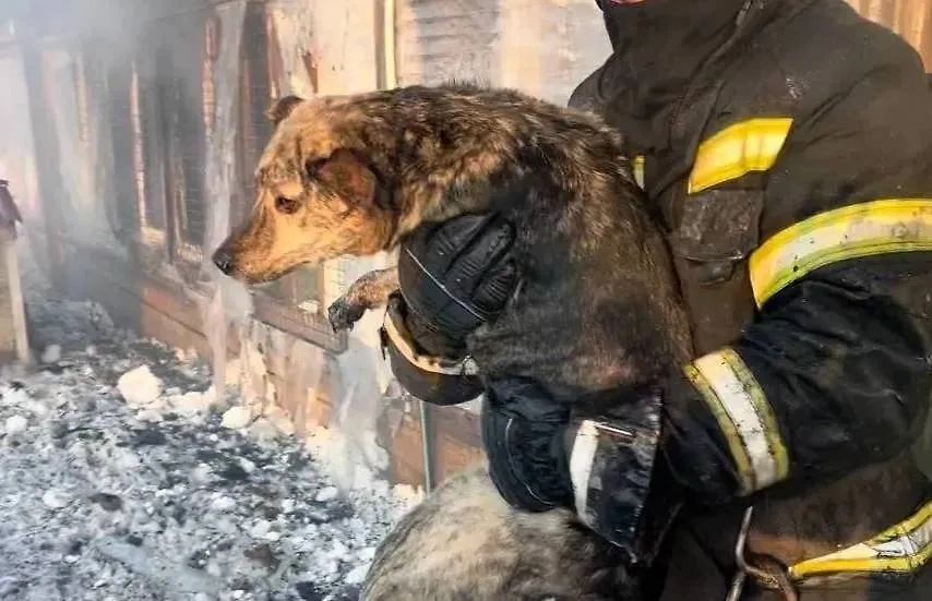 В Южно-Сахалинске ликвидировали пожар в приюте для животных. Обложка © Telegram / МЧС Сахалинской области