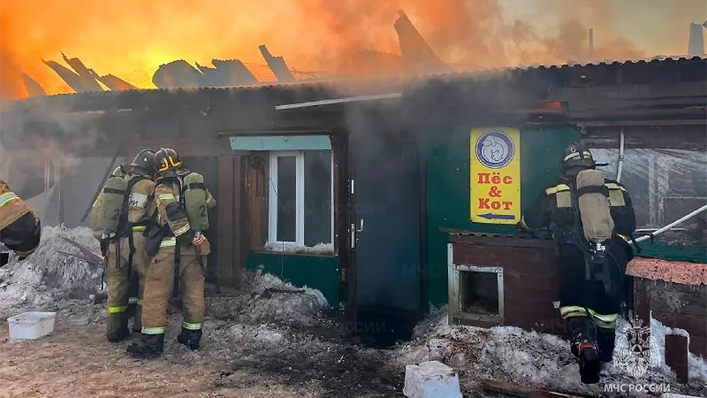 В Южно-Сахалинске спасатели ликвидируют пожар в приюте для бездомных животных. Обложка © Telegram / "МЧС Сахалинской области"