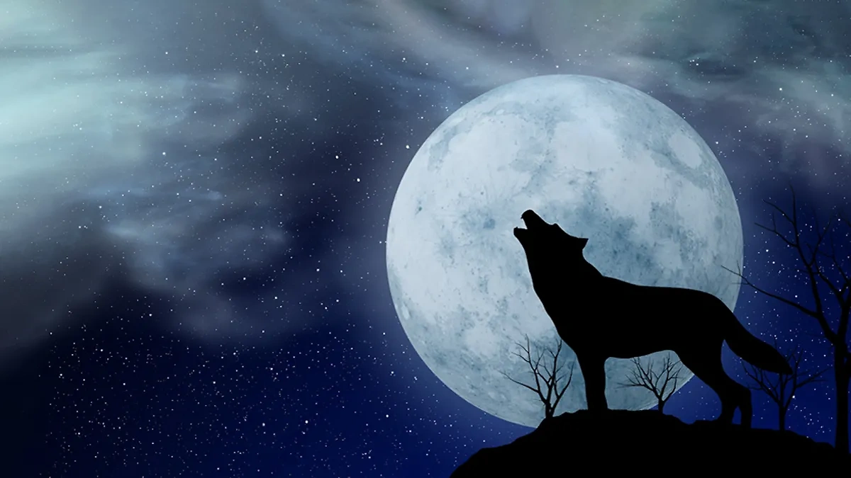 Мистическая Волчья Луна 25 января: чего ждать от полнолуния в знаке зодиака Лев. Обложка © Shutterstock
