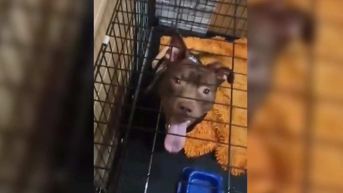 Грязные собаки после прогулки. Мокрый сухой. Собака отряхивается от воды. Собаки потом. Мокрый щенок.