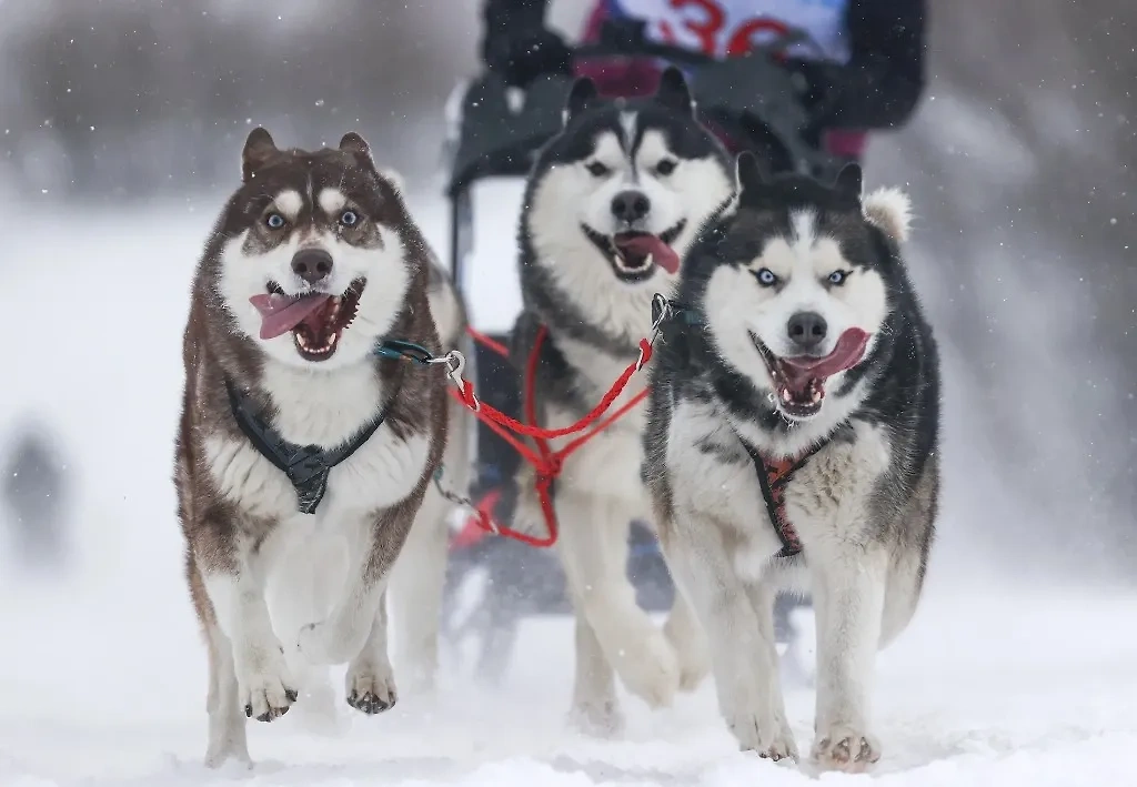 2 февраля отмечается День ездовых собак. Фото © ТАСС / Кирилл Кухмарь