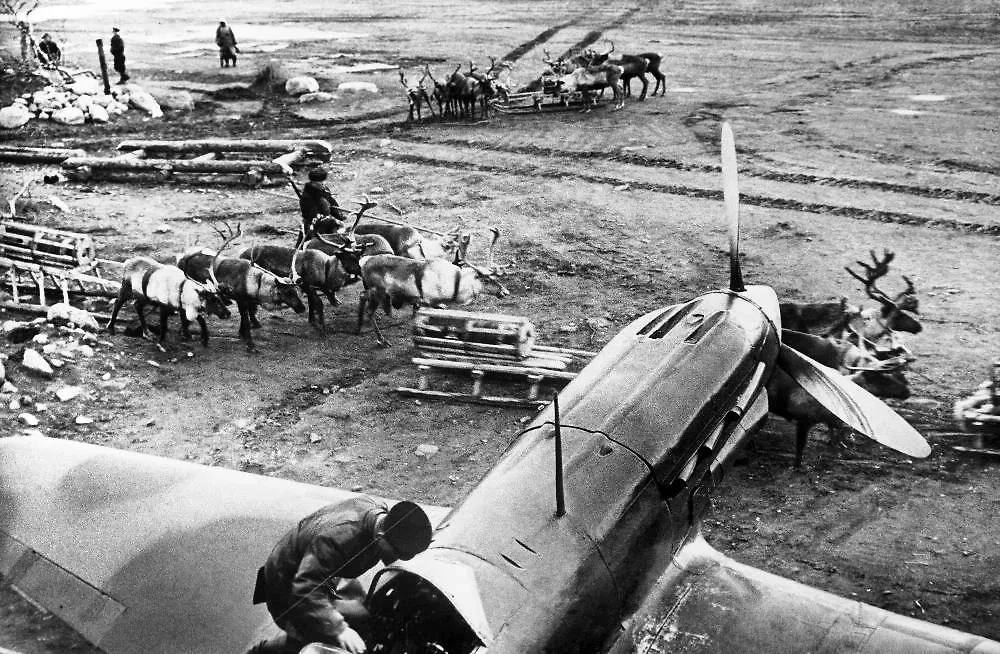 В СССР нашли решение для ведения боёв в аномальные морозы — пригодились рогатые животные. Фото © ИТАР-ТАСС