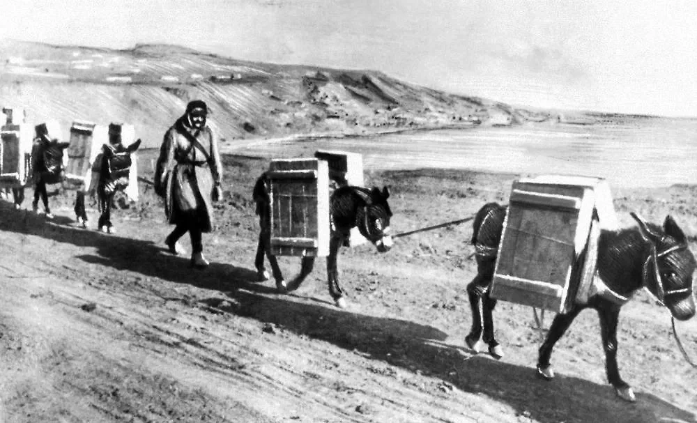 Ослы помогали в перевозке маленьких грузов во времена ВОВ. Фото © ТАСС / М. Альперт, Е Халдей.