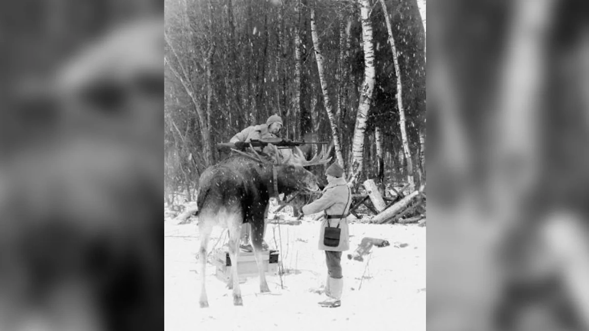 Во времена Великой Отечественной войны у солдат были боевые лоси. Фото © tuteyshaya.livejournal.com