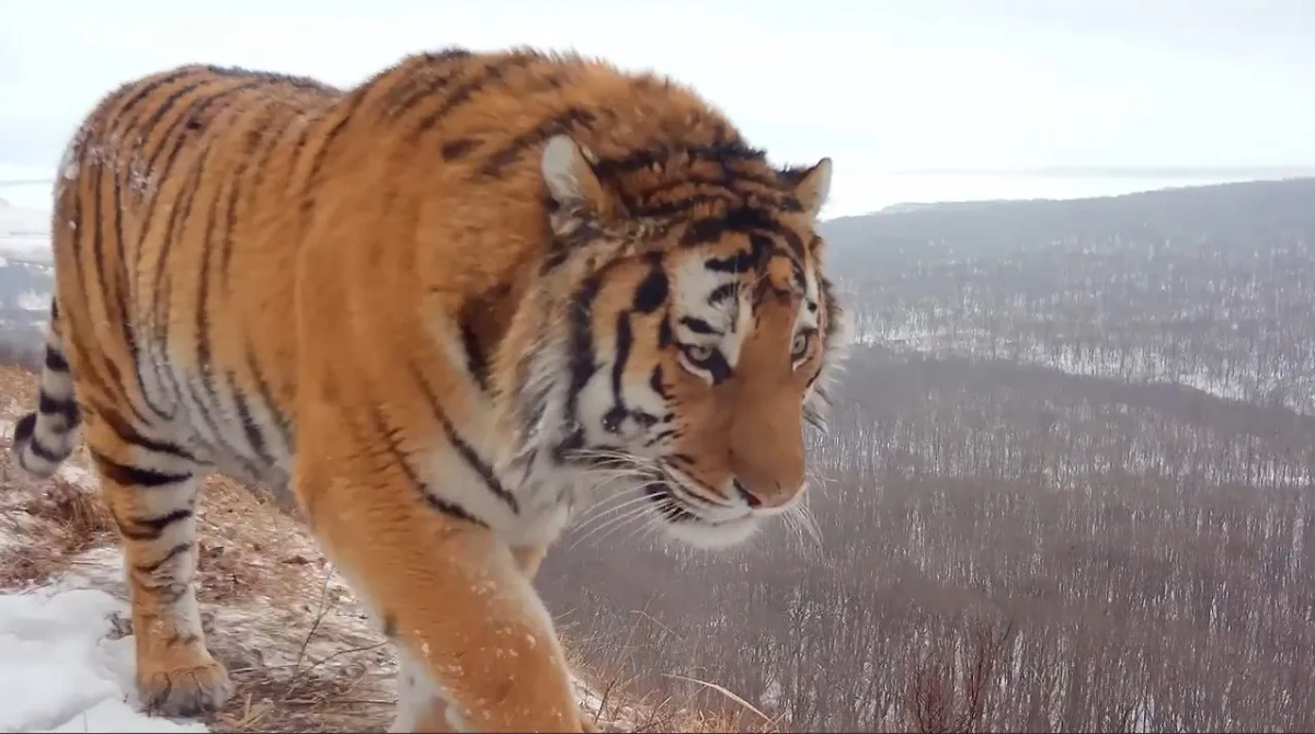 Амурский тигр на фоне Владивостока. Обложка © Telegram / "Земля леопарда — дирекция заповедников"