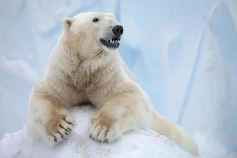 Белый медведь. Обложка © Shutterstock
