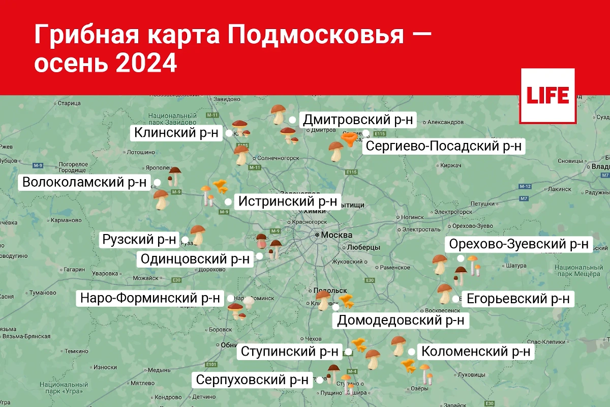 Грибная карта Подмосковья осенью 2024 года. Инфографика © Life.ru