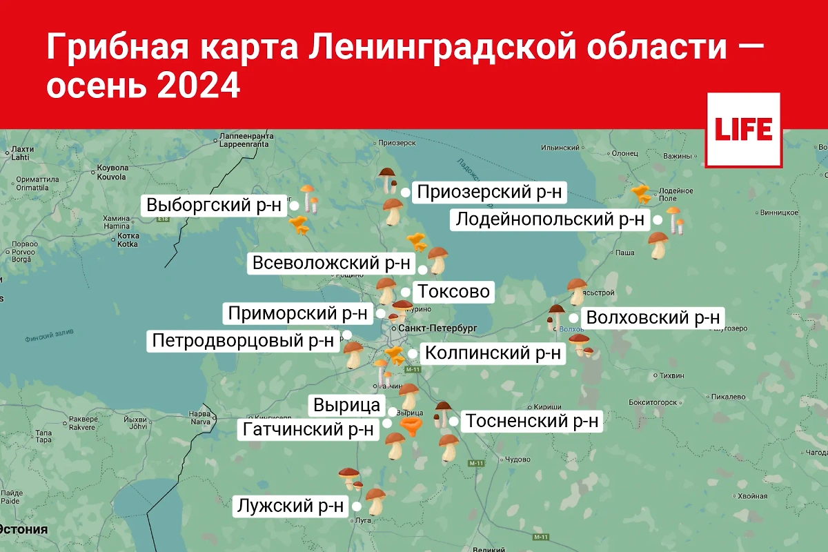 Грибная карта Ленинградской области осенью 2024 года.Инфографика © Life.ru