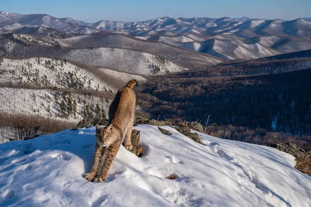 Рысь растягивается на вершине сопки. Фото © Telegram / Центр «Амурский тигр» / Игорь Метельский