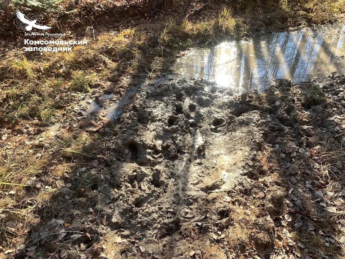 Место, выбранное кабанами для грязевых ванн в Приамурье. Фото © VK / Заповедник «Комсомольский»