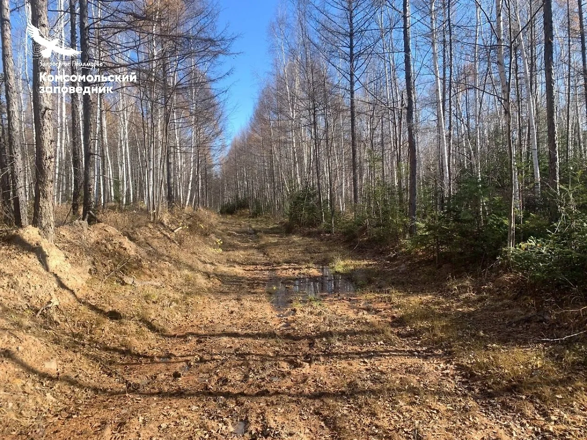 Место, выбранное кабанами для грязевых ванн в Приамурье. Фото © VK / Заповедник «Комсомольский»