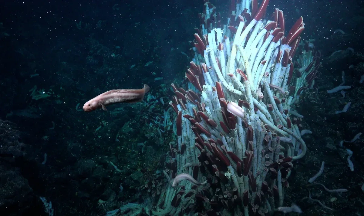 На дне Тихого океана нашли гигантских червей. Обложка © iflscience.com